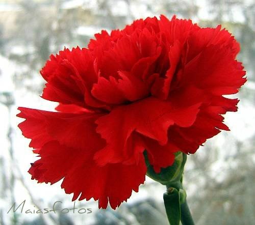 Obituary of Jennie Sarbo