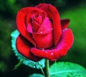 Obituary of Joyce W. Richardson