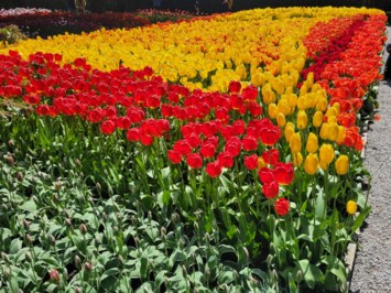 Obituary of Soon Hi Whang