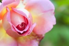 Obituary of Nancy Jane Sheppard