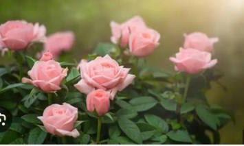 Obituary of Deborah Lynne Overby