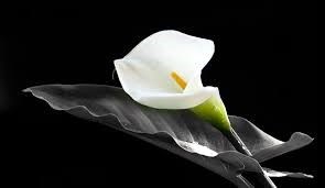 Obituary of Paul John William Aronson