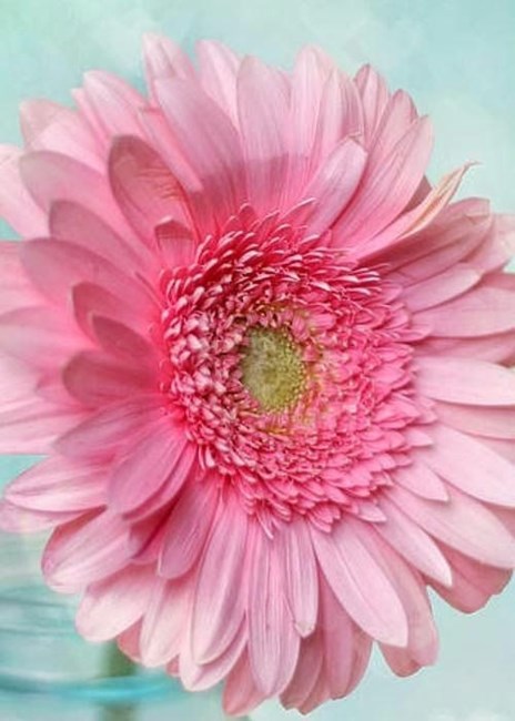 Obituary of Pauline Florence Rocha