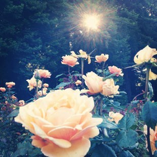 Obituary of Carol Lynn Pritchett