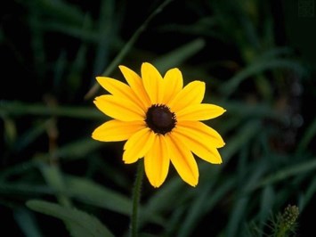 Obituary of Carol N. Craig