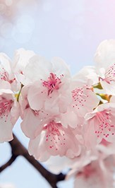 Obituary of Gail Barber Williamson