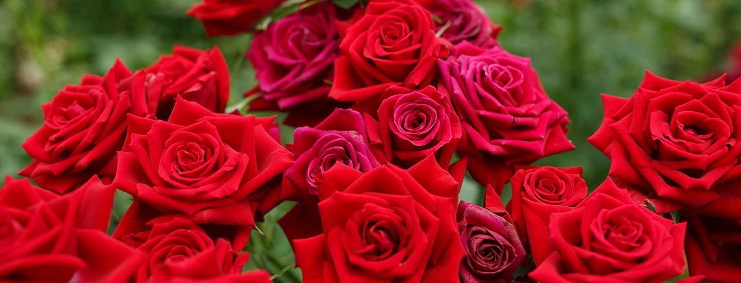 Obituary of Eleanor Joan Stanley