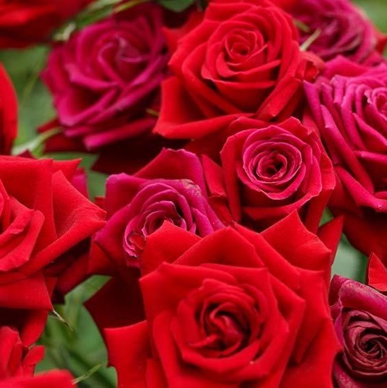 Obituary of Eleanor Joan Stanley