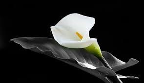 Obituario de Daniel Floyd Wever
