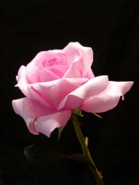 Obituary of June Marie Brown