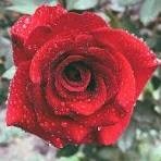 Obituary of Pamela Gwen Myers