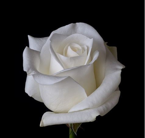 Obituary of Pey J Chu