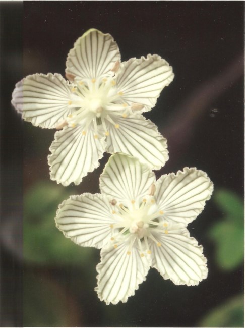 Obituary of Phoebe vonP. Krome