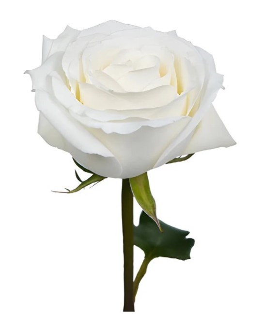 Obituary of Frances Derma