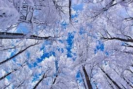 Obituary of Sherry Ann Norton