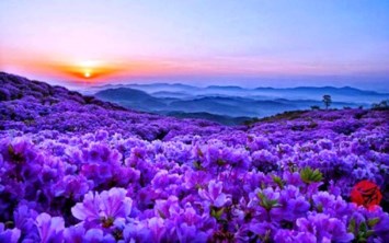 Obituary of Norma Jean Poteat-Day