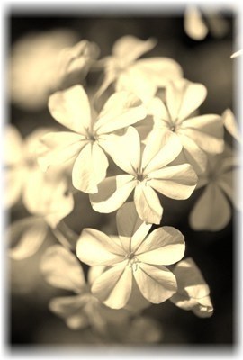 Obituary of Ann C. Greer