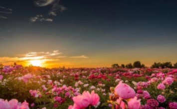 Obituary of Ligia M. Gutierrez