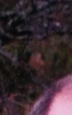 Gary Fain Obituary Canton, TX