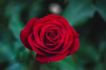 Obituary of Marcella Fay McKissack