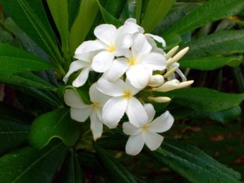 Obituary of Margaret Ellen Dvorak