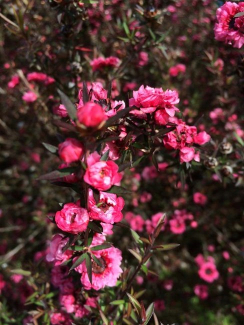 Obituary of Helen Y. C. Lau