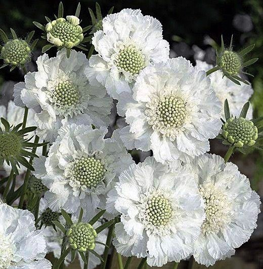 Obituary of Shirley I. Scott