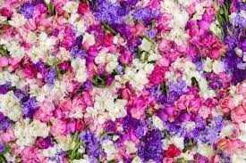 Obituary of Sandra Jean Nakamura