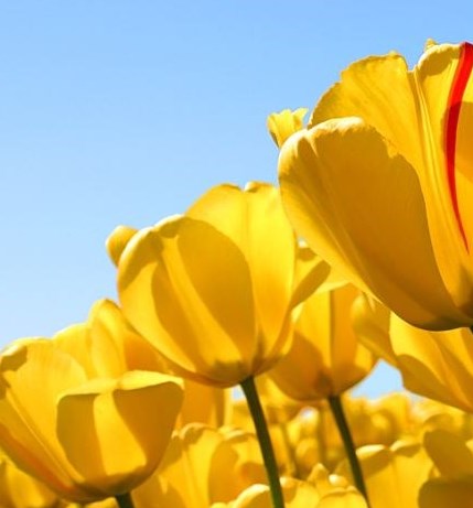 Obituary of Joan Elizabeth McLaughlin