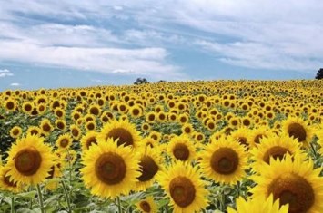 Obituary of Vikki A. Thell