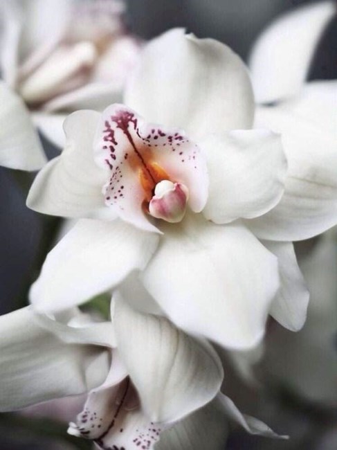 Obituary of Virginia Ann Dickey