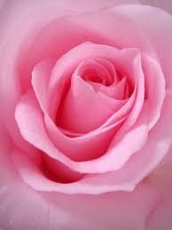 Obituary of Kim Eleanor Horan