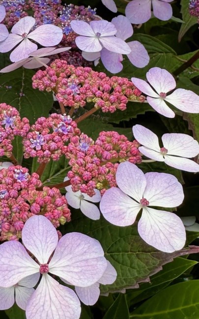 Obituary of Cecily Emily Elizabeth Manore