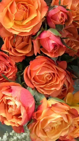 Obituary of Mrs. Aurelia Casale Mrvos