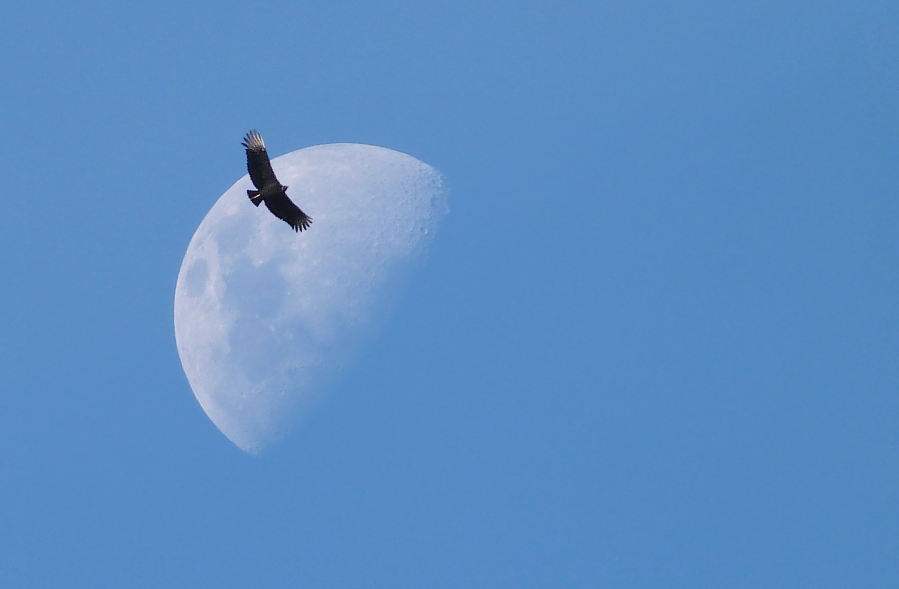 Obituary of Dennis Wayne Jackson