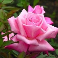 Obituary of Cathy Bradford