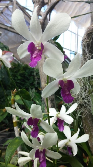 Obituary of Lena Salazar Torco