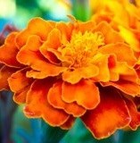 Obituary of Patricia Ann Harris