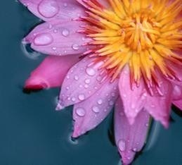 Obituary of June Estelle Harvey