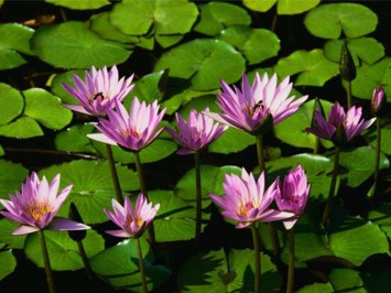 Obituary of Helen M. Plant