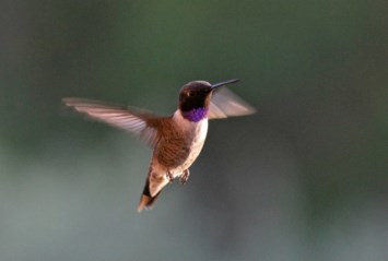 Obituary of Beth Ilene Lunsford