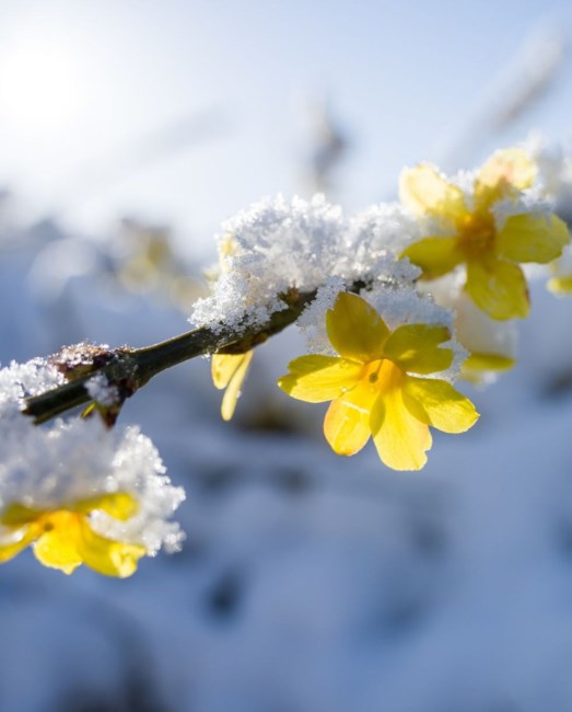 Obituario de Carolyn Lucille Garcia