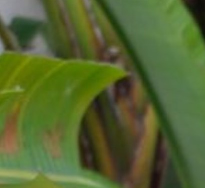 Dorothy Miles Obituary Tamarac, FL