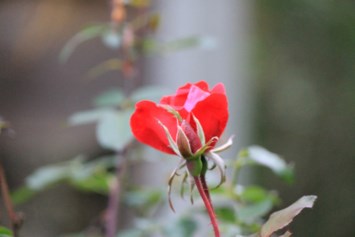 Obituary of Judith A. Fortier