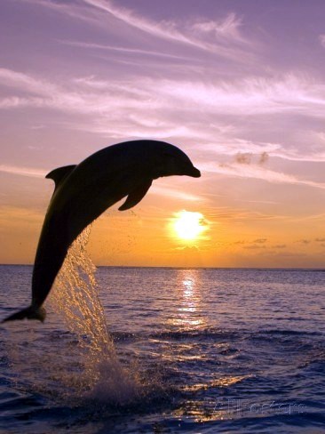 Obituary of Joseph Mecsey