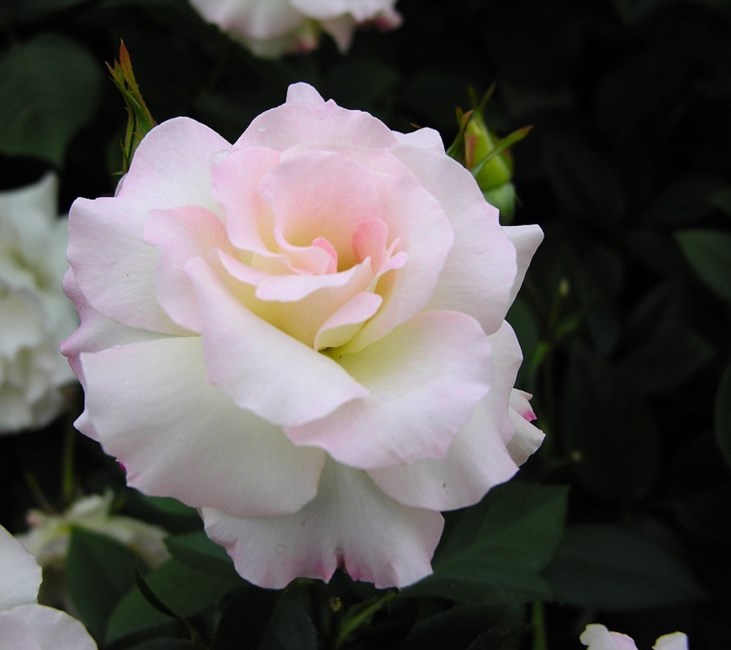 Obituary of Edith M Nagy