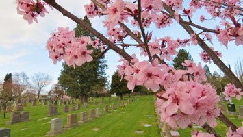 Obituary of Liem Thanh le