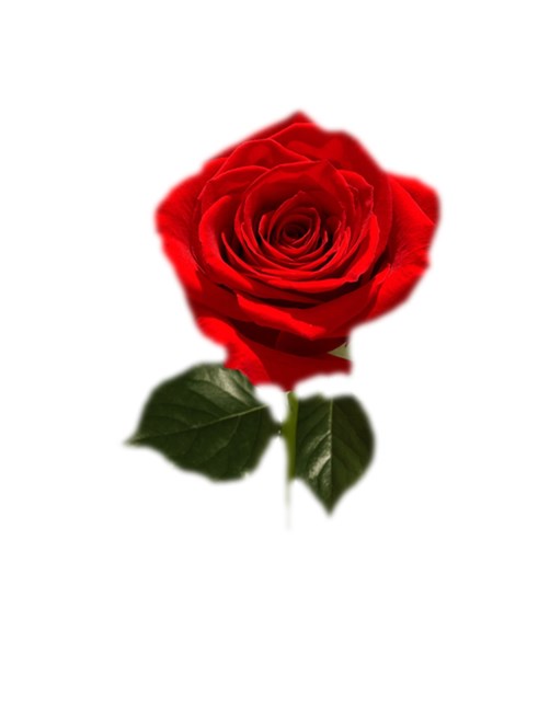 Obituary of Iris Joan Reese-Baker