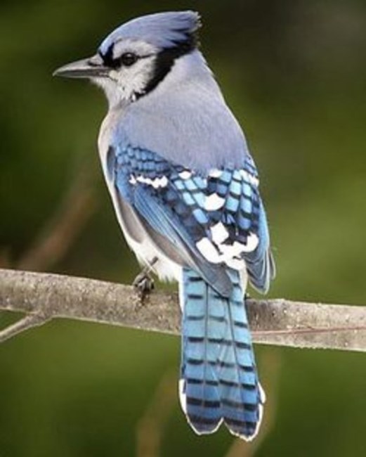 Obituary of James Atherton