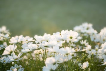 Obituary of Dusty Snelling